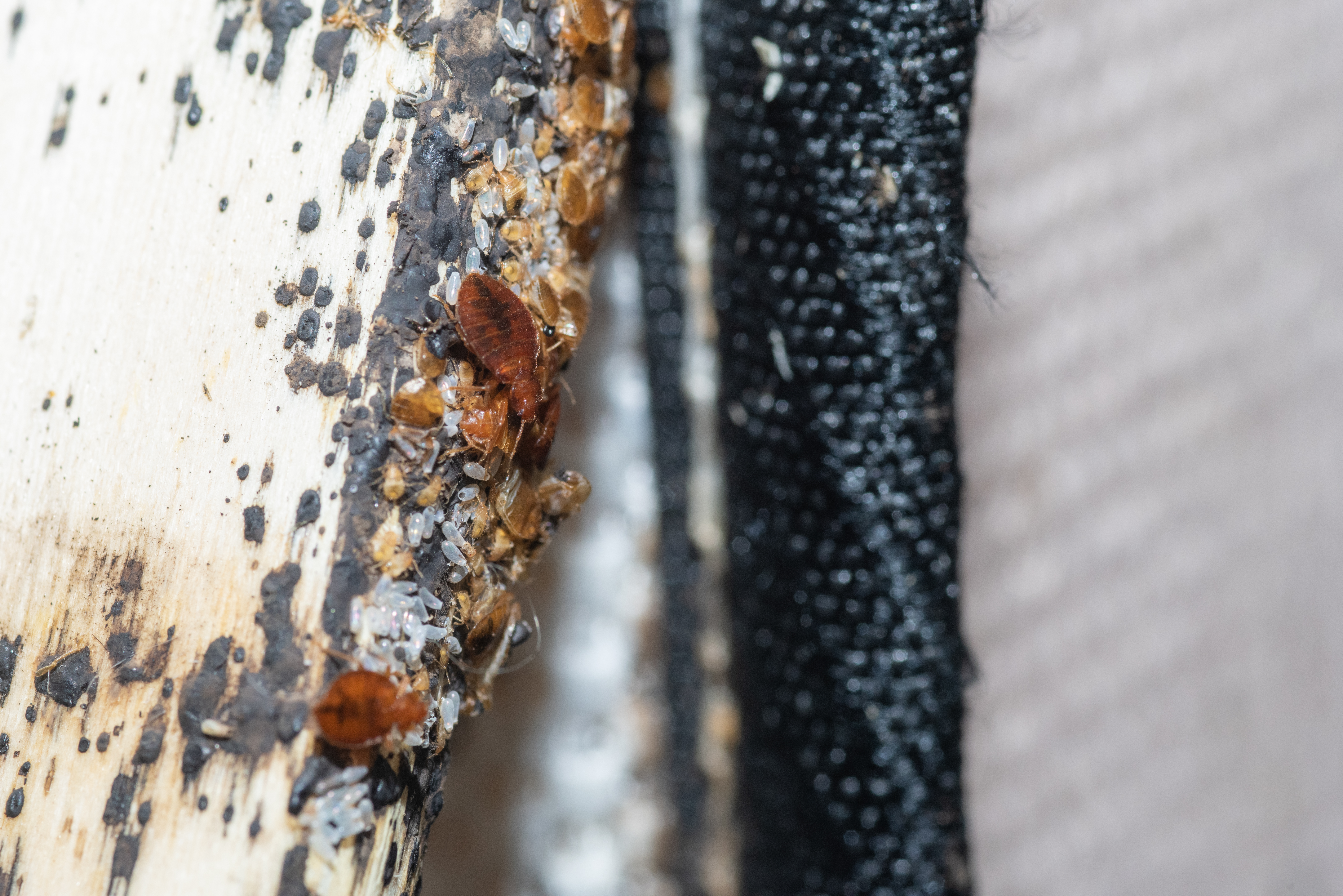 Image of a bed bug in Delaware County, PA